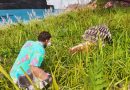 Taming the Slowest Creature in ARK! – ARK: Survival Ascended Astraeos LE230